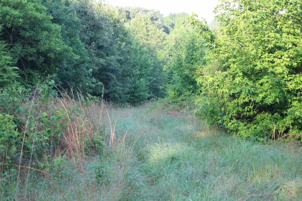 Picture 31