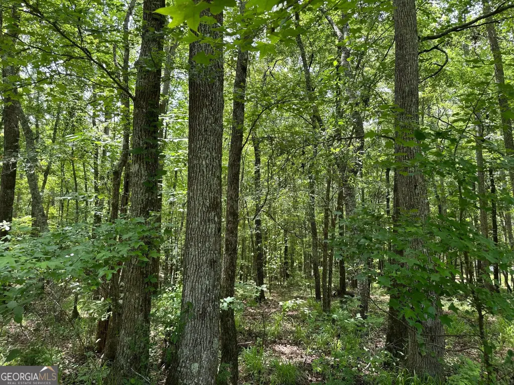 Picture 25