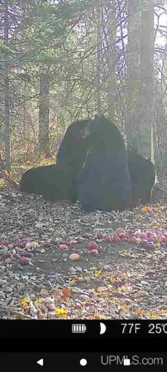Picture 21