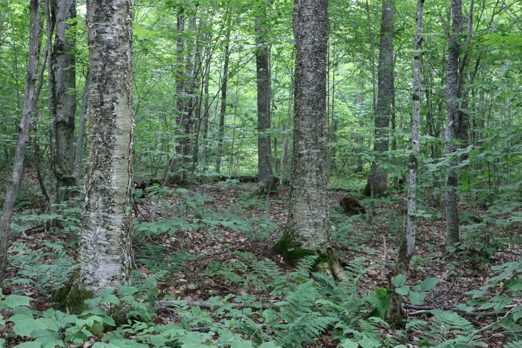 Picture 21