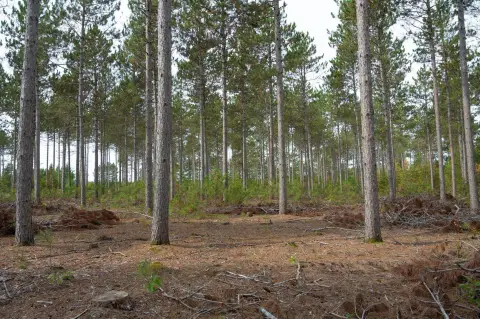Wooded Lot in Bollig Estates