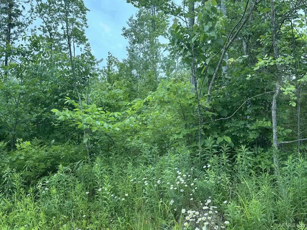 Picture 20