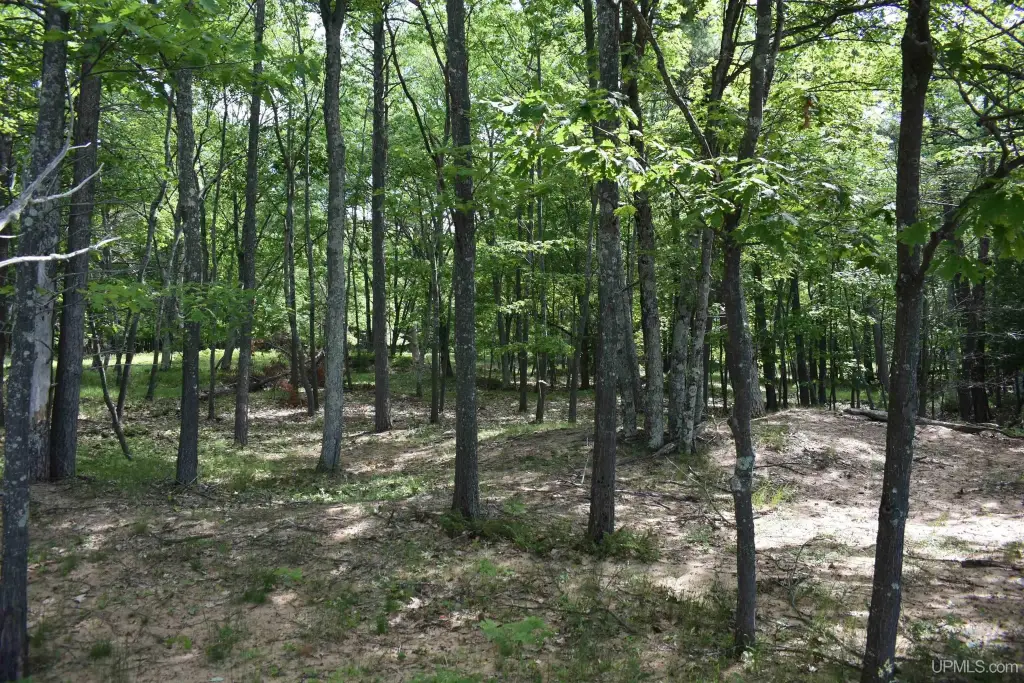 Picture 8