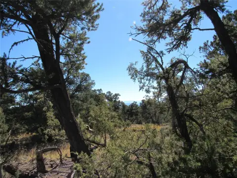 Land Backing Carson National Forest