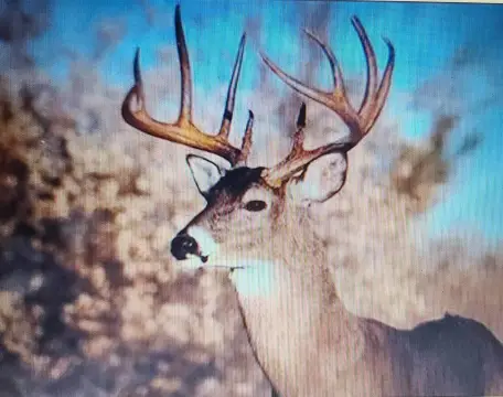 Rosholt Hunting and Recreational Land