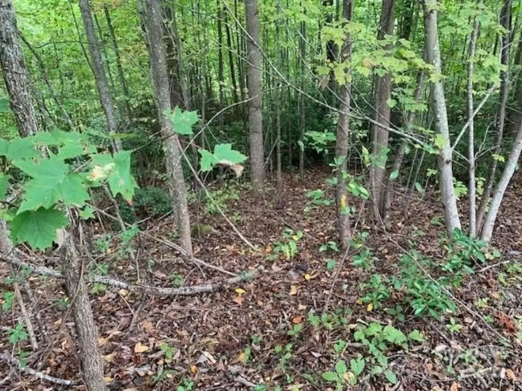 Picture 3