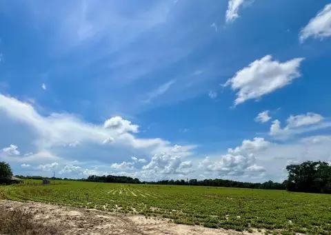 36 Acres Buildable Land Taylor