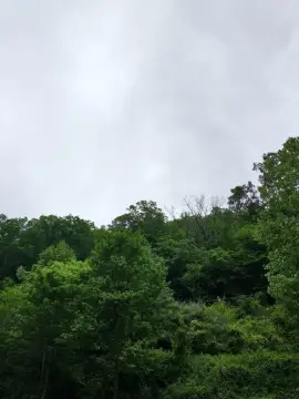 Mountain Land in Davy, WV