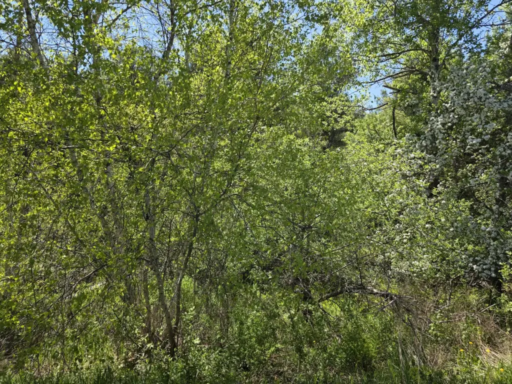 Picture 4