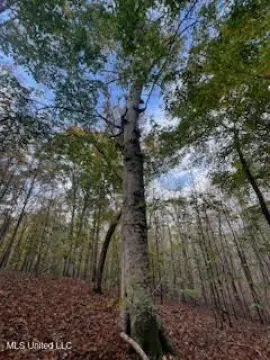 100 Acres Recreational Timber Tract