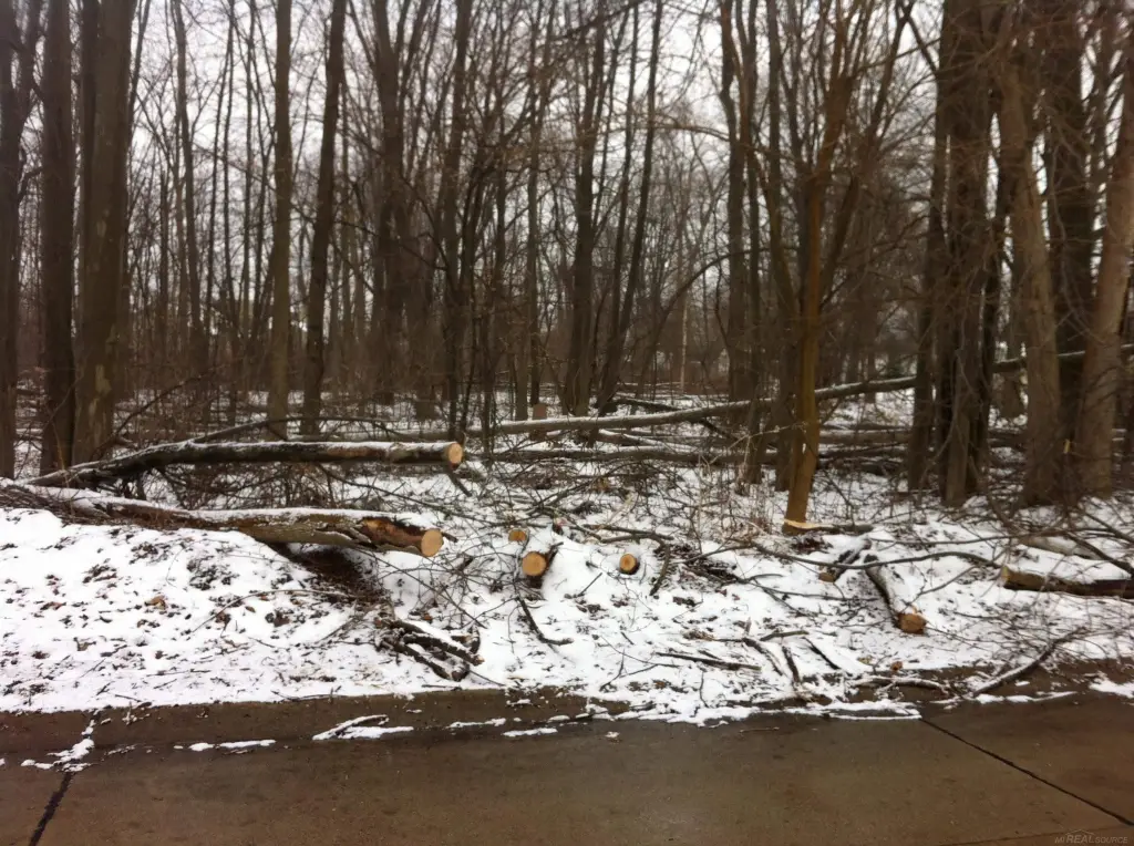 Picture 5