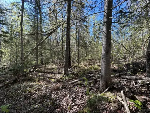 Wooded Land Parcel in Rangeley