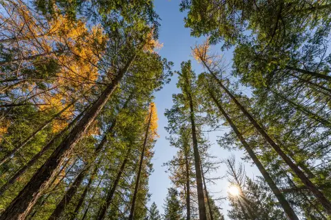 Raw Land Near Swan Mountains