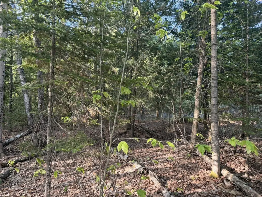 Picture 17