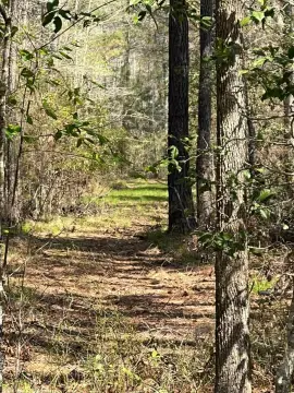 Garnett, SC Wooded Land Parcel