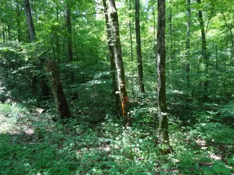 Secluded Wooded Land Near Interstate