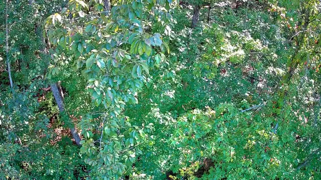 Picture 9
