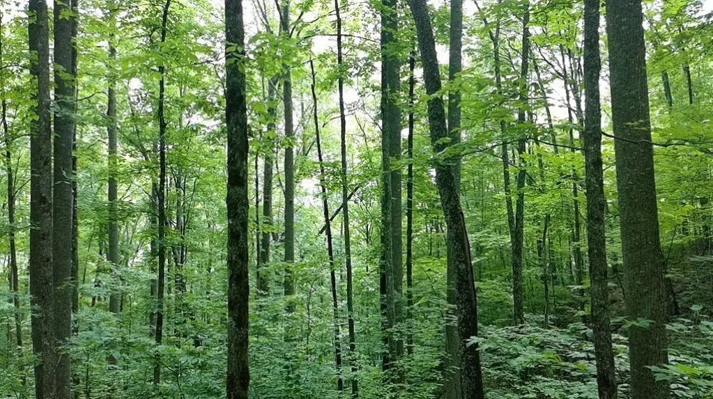 Picture 8