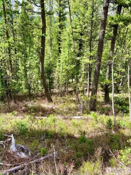 Wooded Lot in Big Horn