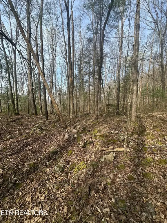 Picture 8