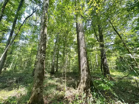 170 Acres Hunting and Timber