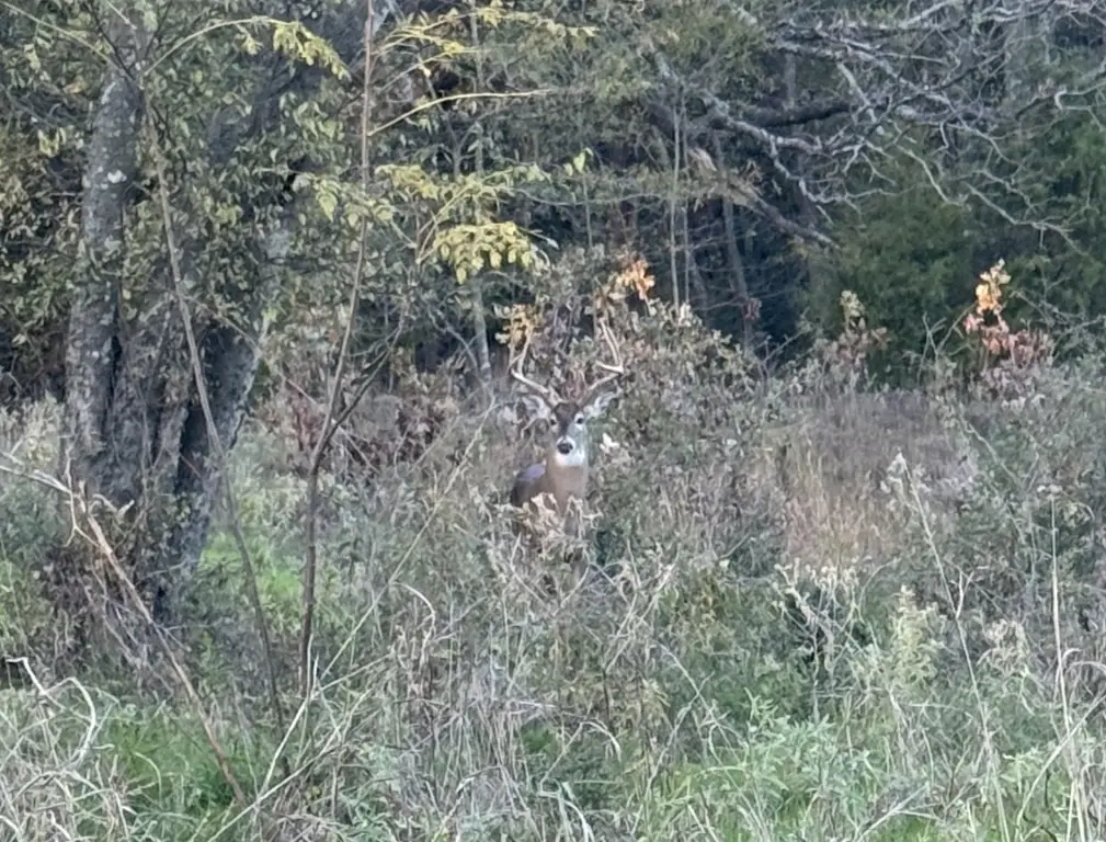 Picture 27