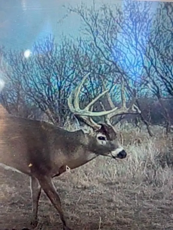 Picture 39