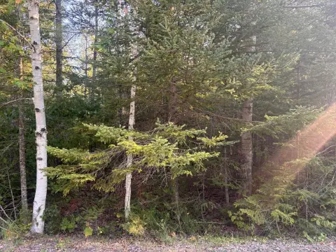 Wooded Lot in Presque Isle