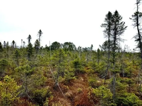 Phillips, WI Wooded Hunting Land