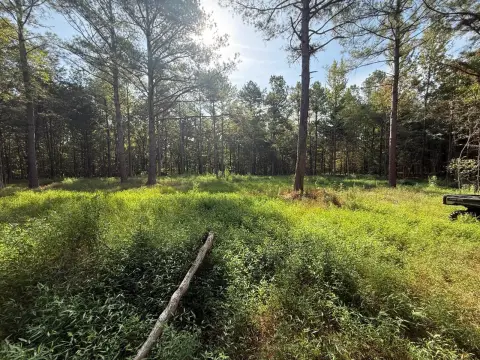 49 Acres of Hunting Land