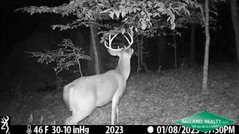 29.4 Acres Pine Timberland