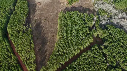 Wooded Lot in Milan, GA