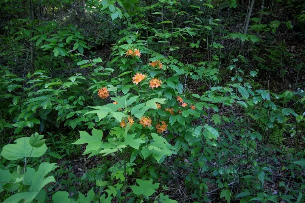 Picture 8