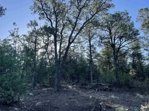 Ramah, NM Treed Land