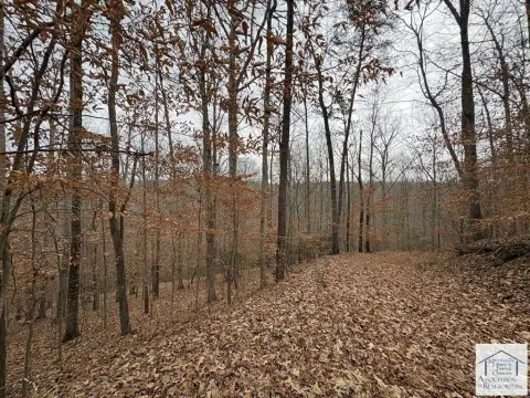 20+ Acres Untouched Woodland