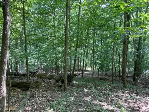 Wooded Lot in Gated Community
