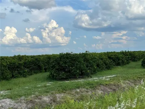 Labelle, Florida Orange Grove Land