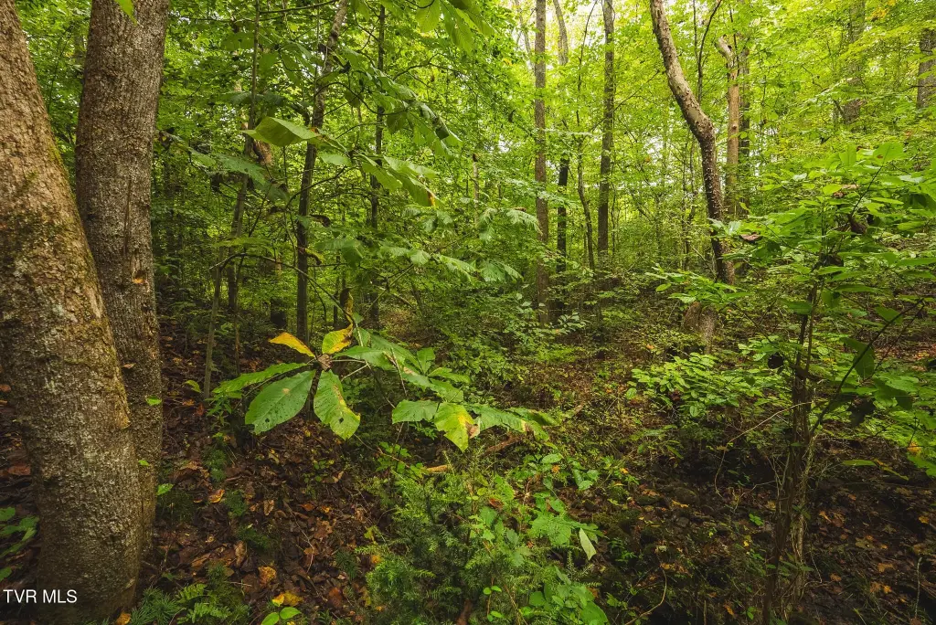 Picture 48