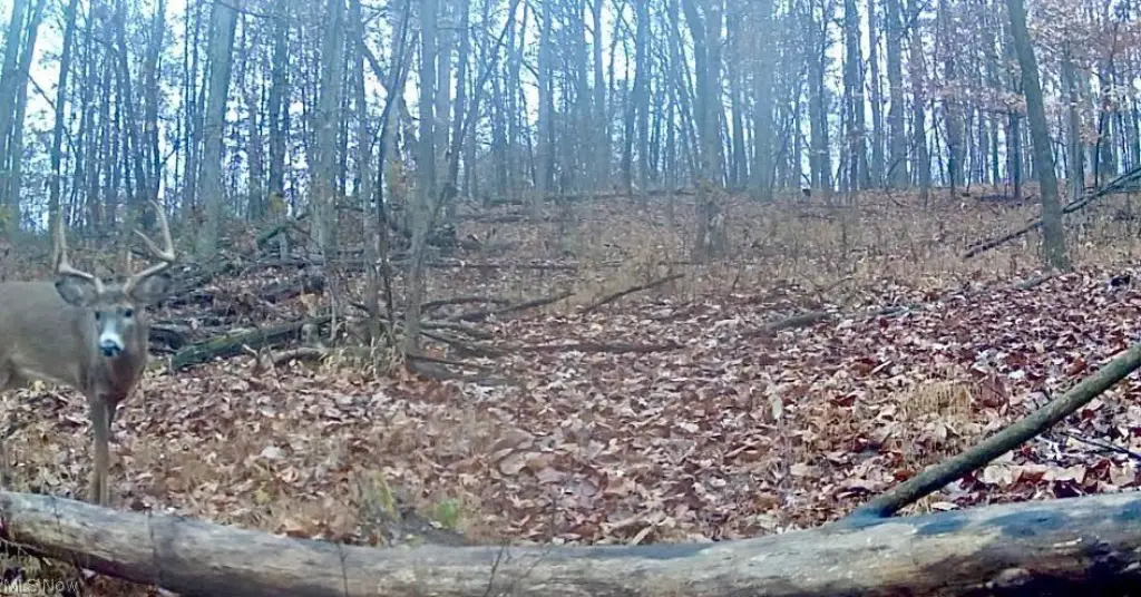 Picture 41