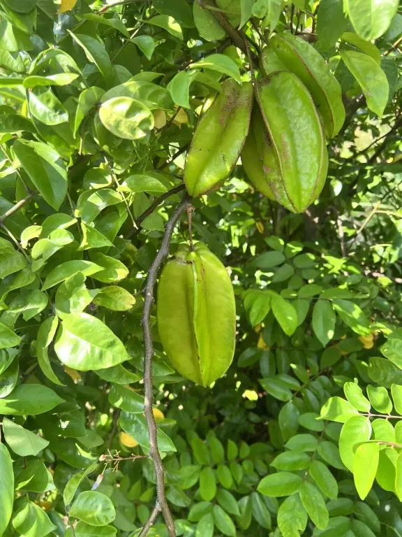 Picture 21