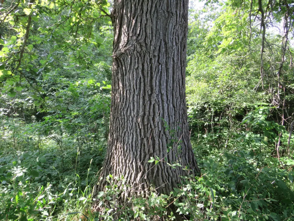 Picture 34