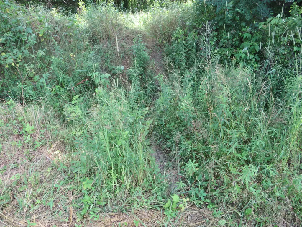 Picture 5