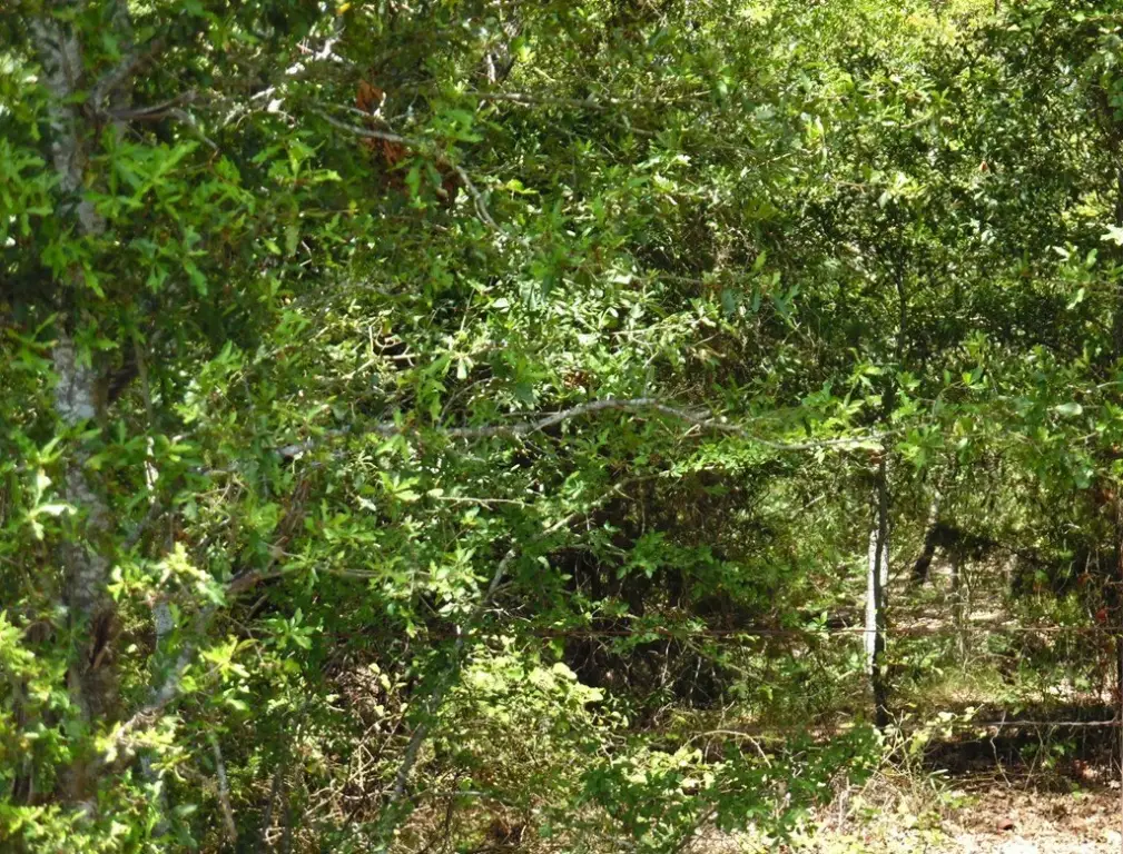 Picture 8