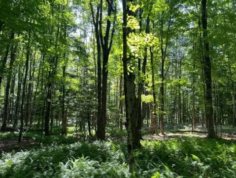 Camden NY Vacant Wooded Land