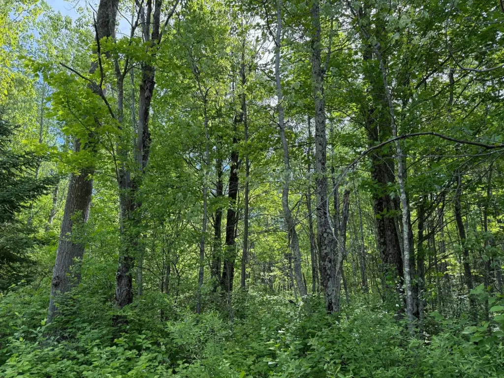 Picture 28