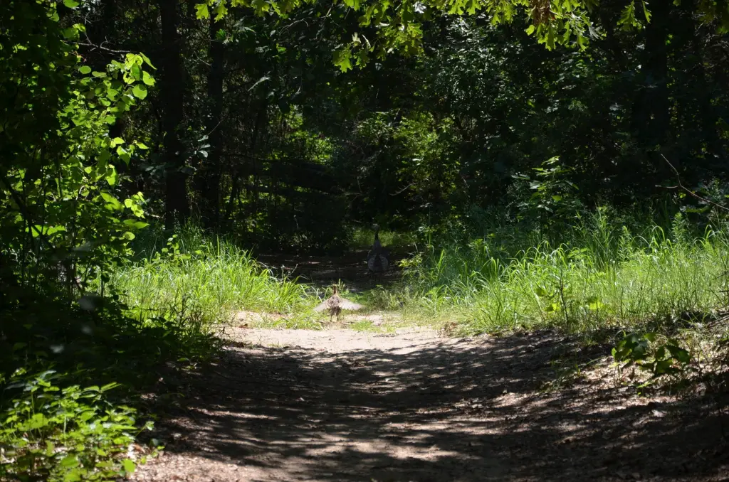 Picture 35