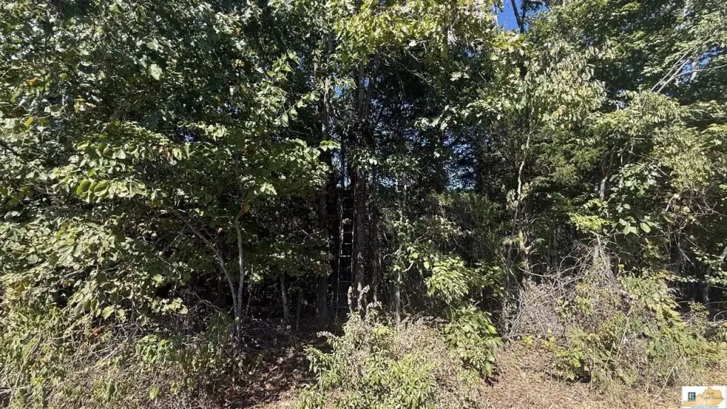 Picture 17