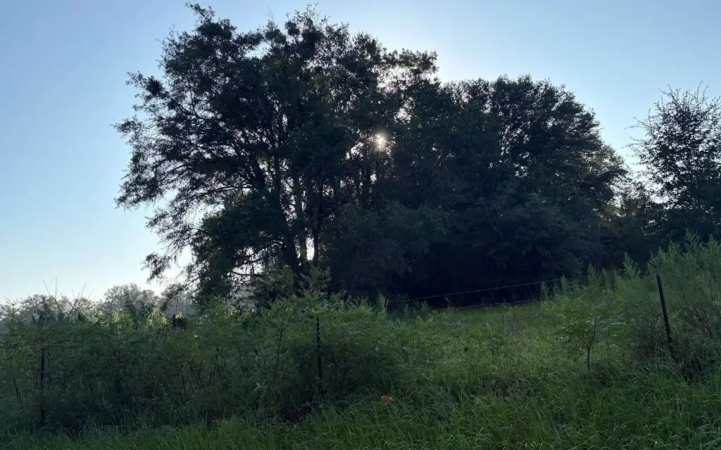 Picture 21