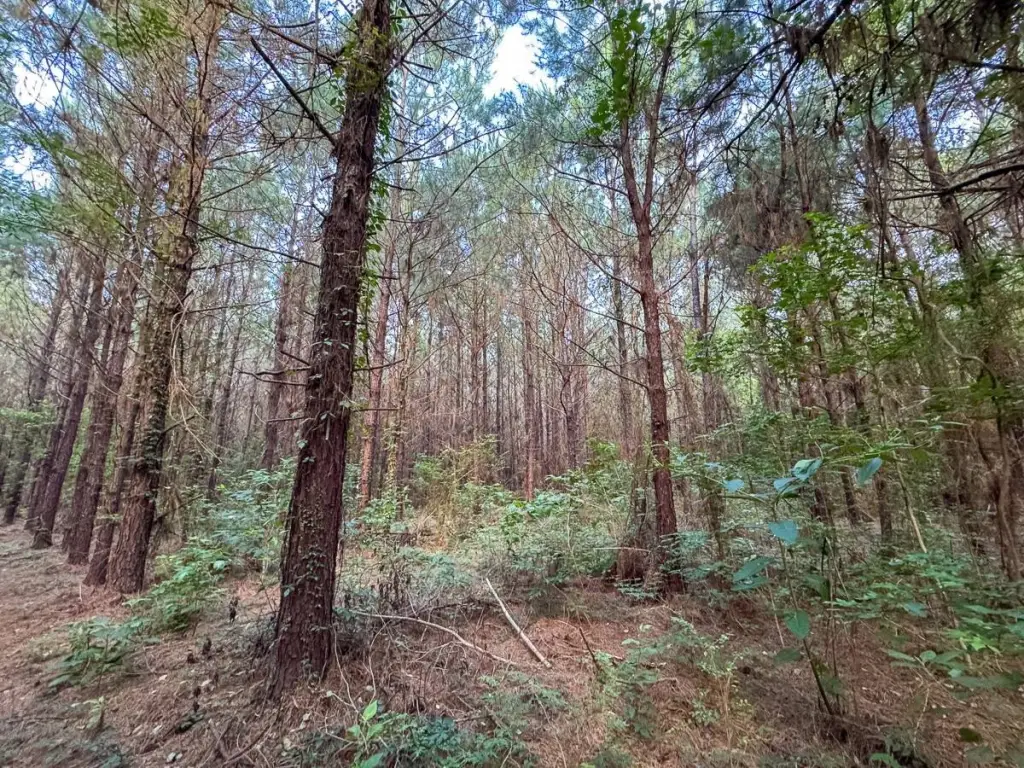 Picture 6