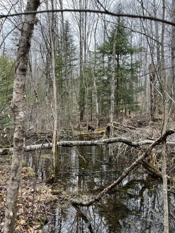 Picture 8